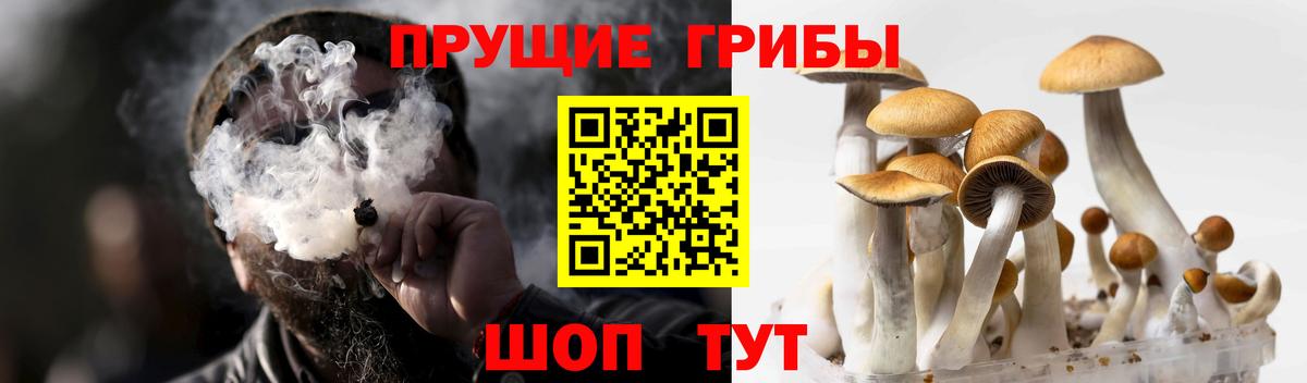 Галлюциногенные грибы Psilocybe  Вход с VPN  Галлюциногенные грибы прущие грибы  Муравленко 